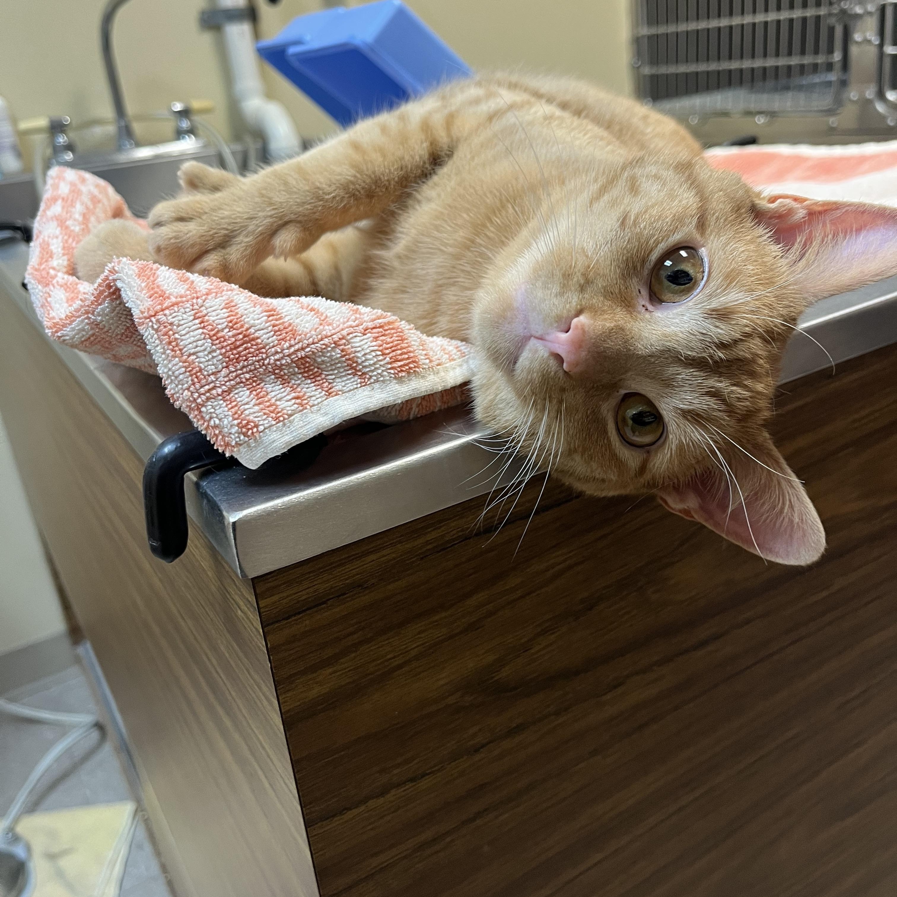 Sun Spot, adopted, Kitten Male Domestic Short Hair & Tabby.