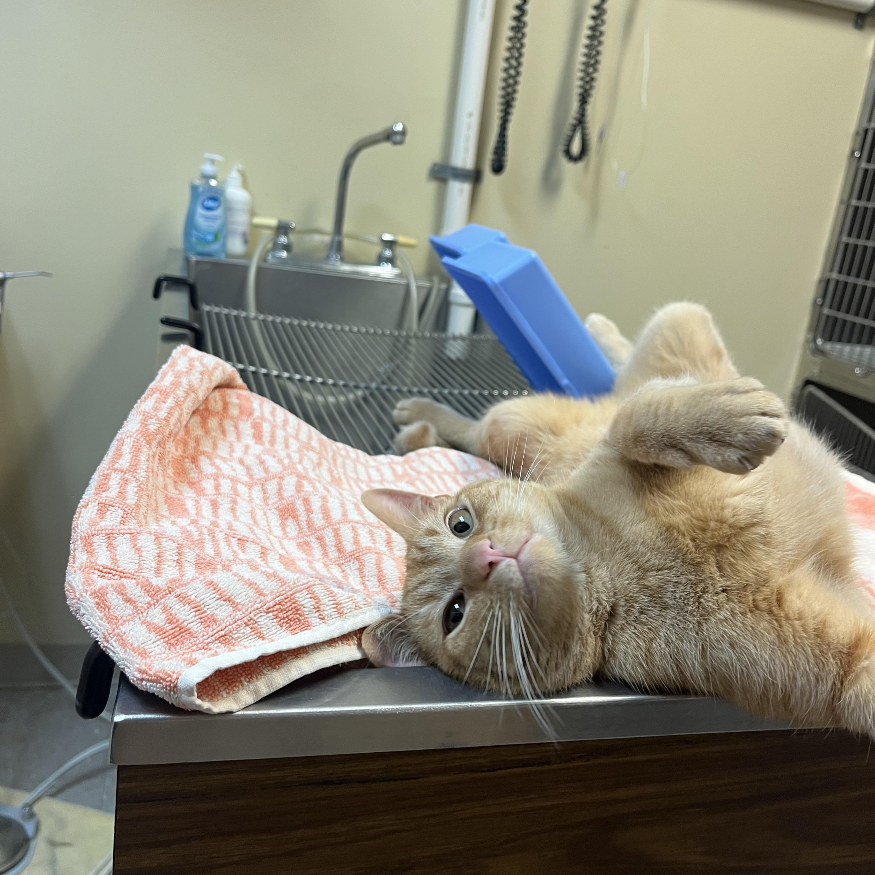 Enlarge Sun Spot, an adopted mixed breed in Omaha, NE image 5/6