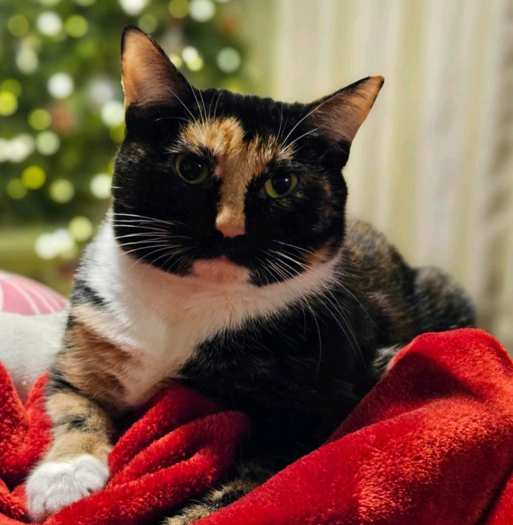 Enlarge Fern and Gnocchi, a Adoptable Calico in Cincinnati, OH image 2/5
