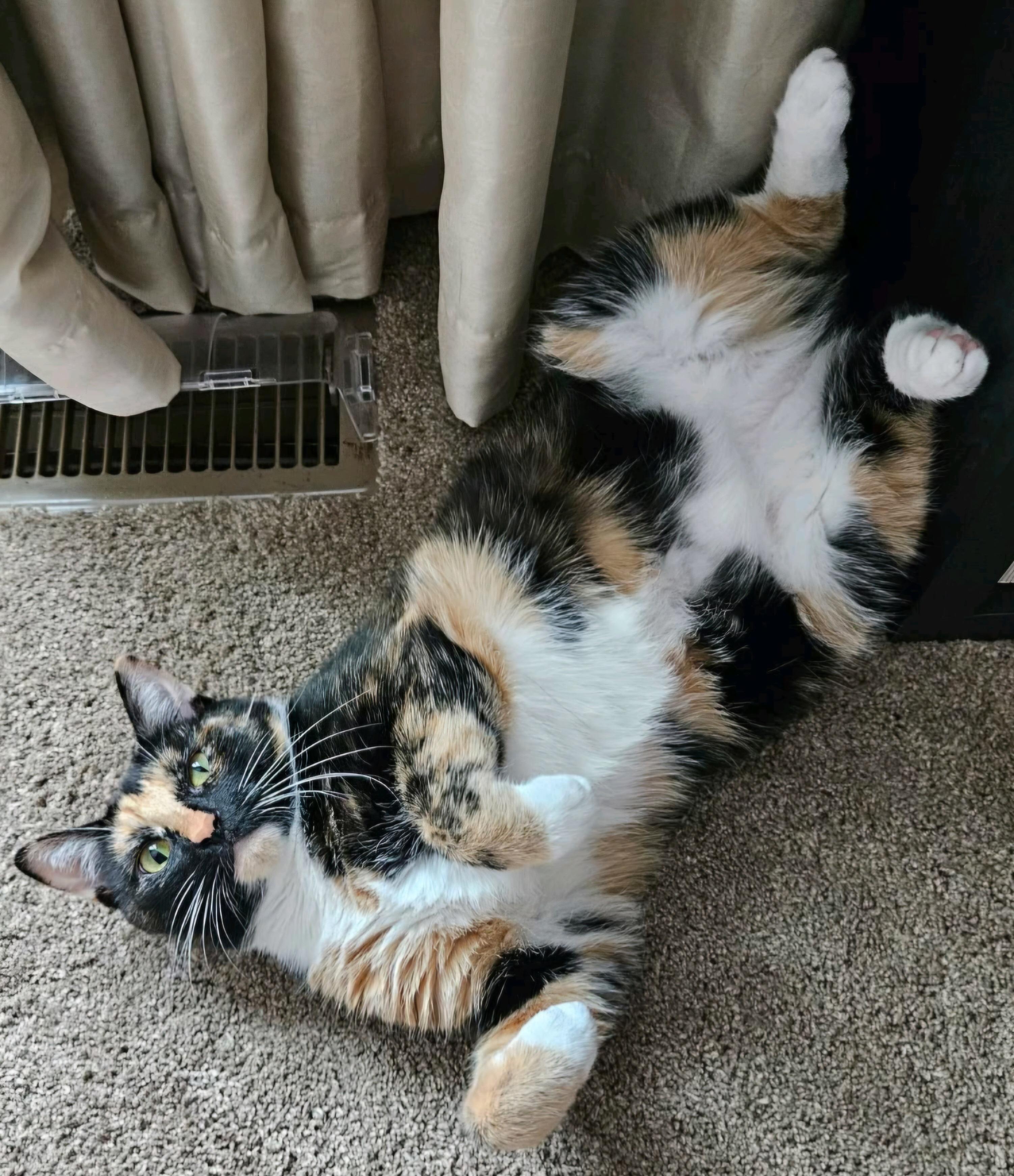 Enlarge Fern and Gnocchi, a Adoptable Calico in Cincinnati, OH image 3/5