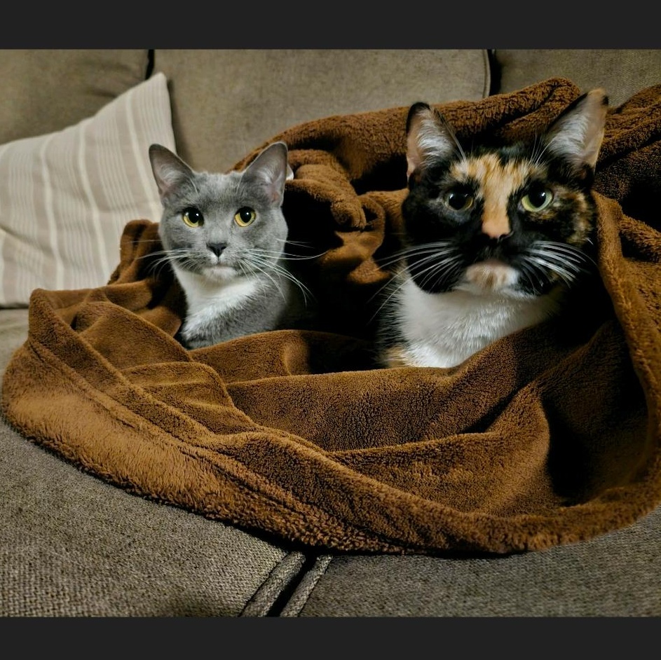 Fern and Gnocchi, Adoptable, Adult Female Calico.