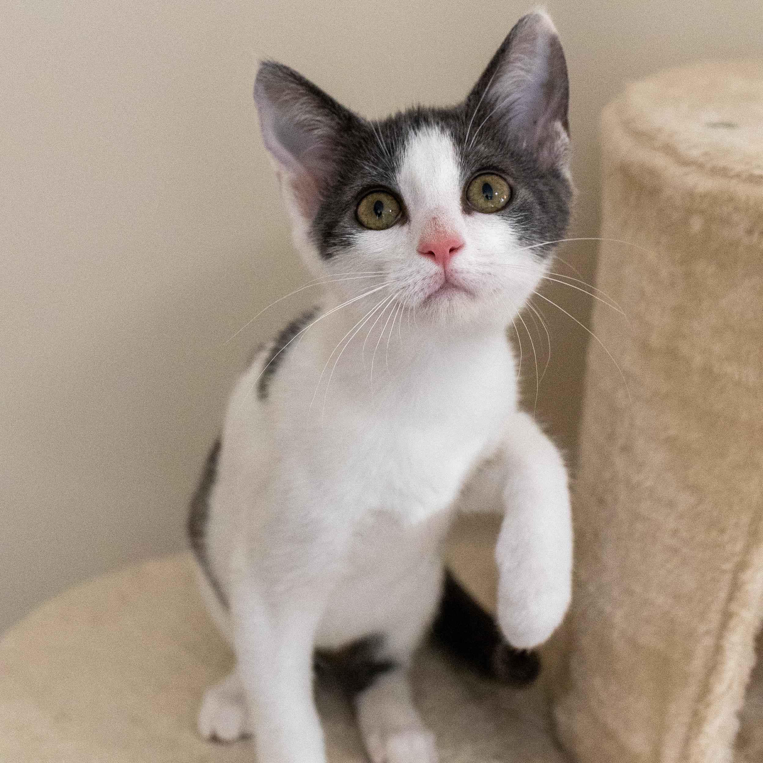 Trowel, ADOPTABLE, Kitten Female Domestic Short Hair.
