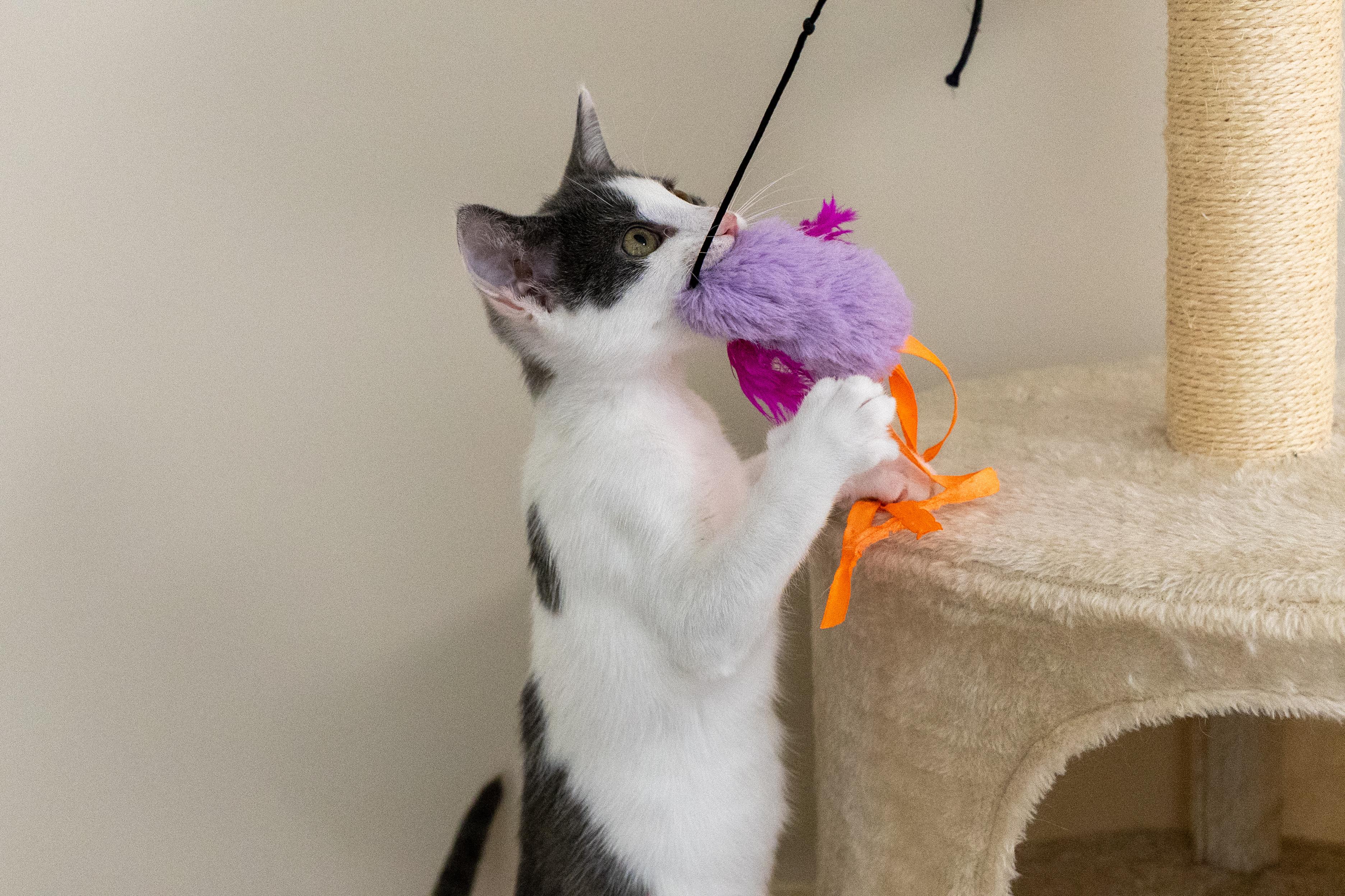Trowel, a ADOPTABLE Domestic Short Hair in Duluth, GA image 2/2
