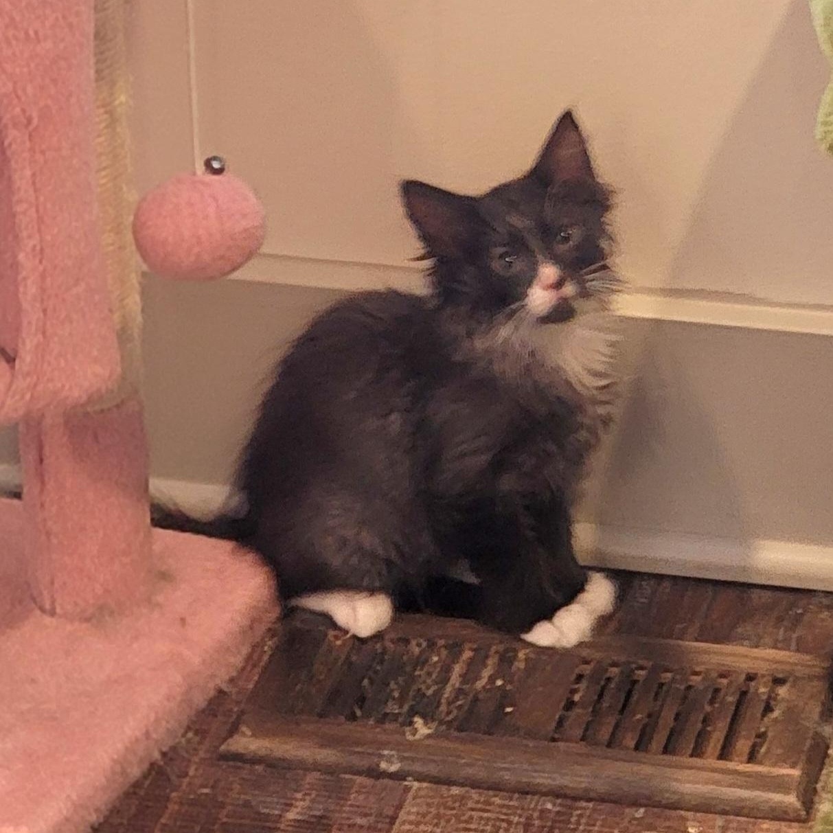 Enlarge Zane, a ADOPTABLE Domestic Medium Hair in Wyandotte, MI image 1/4