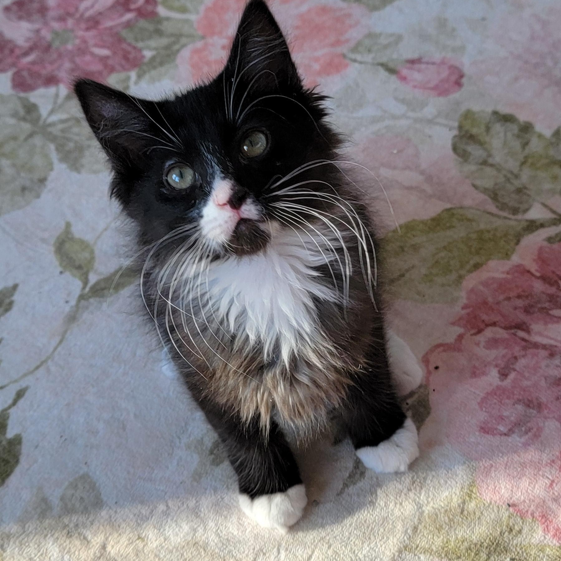 Enlarge Zane Adopted 2.7.26, a ADOPTABLE Domestic Medium Hair in Wyandotte, MI image 5/6