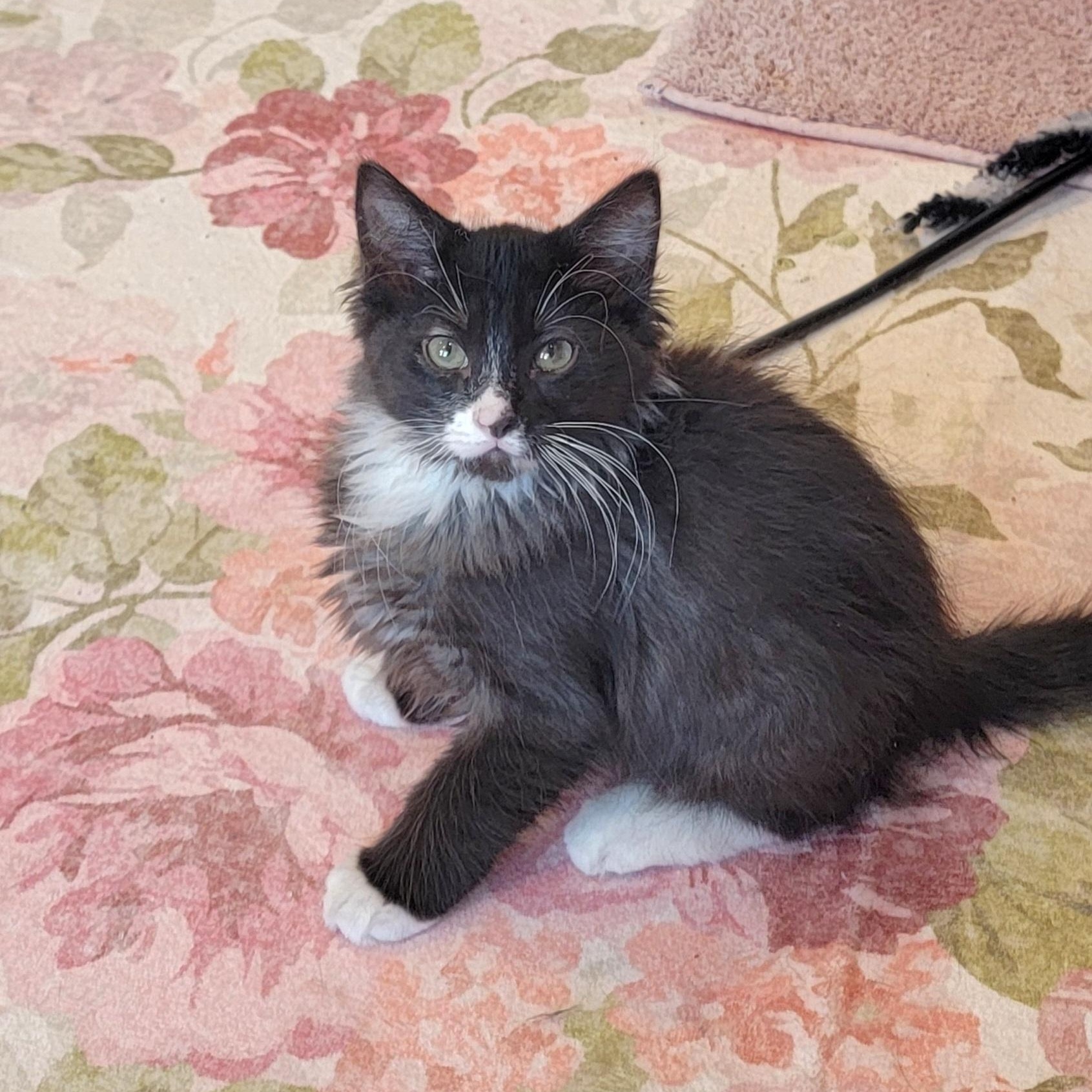 Enlarge Zane Adopted 2.7.26, a ADOPTABLE Domestic Medium Hair in Wyandotte, MI image 2/6