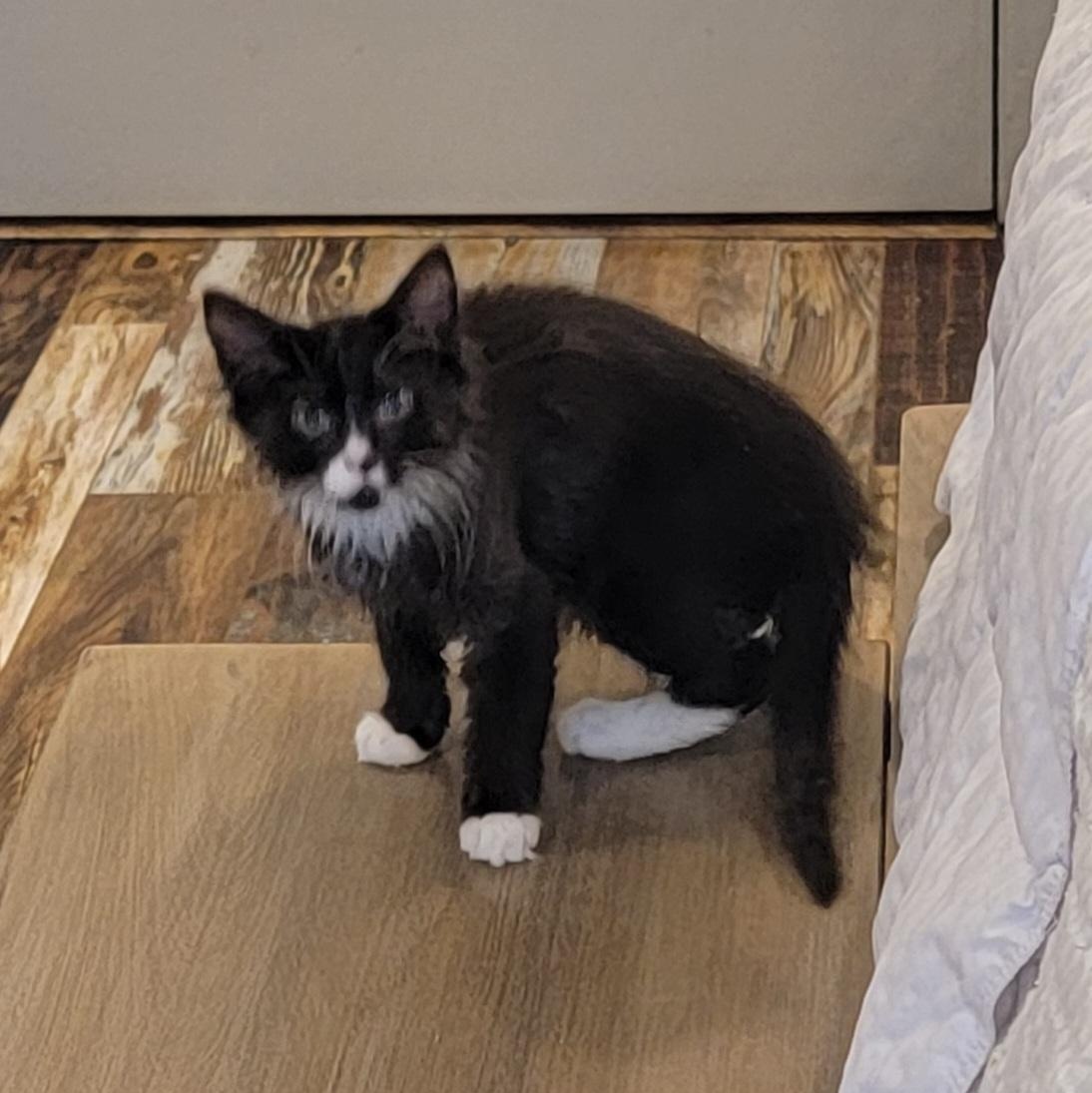 Enlarge Zane, a ADOPTABLE Domestic Medium Hair in Wyandotte, MI image 3/4