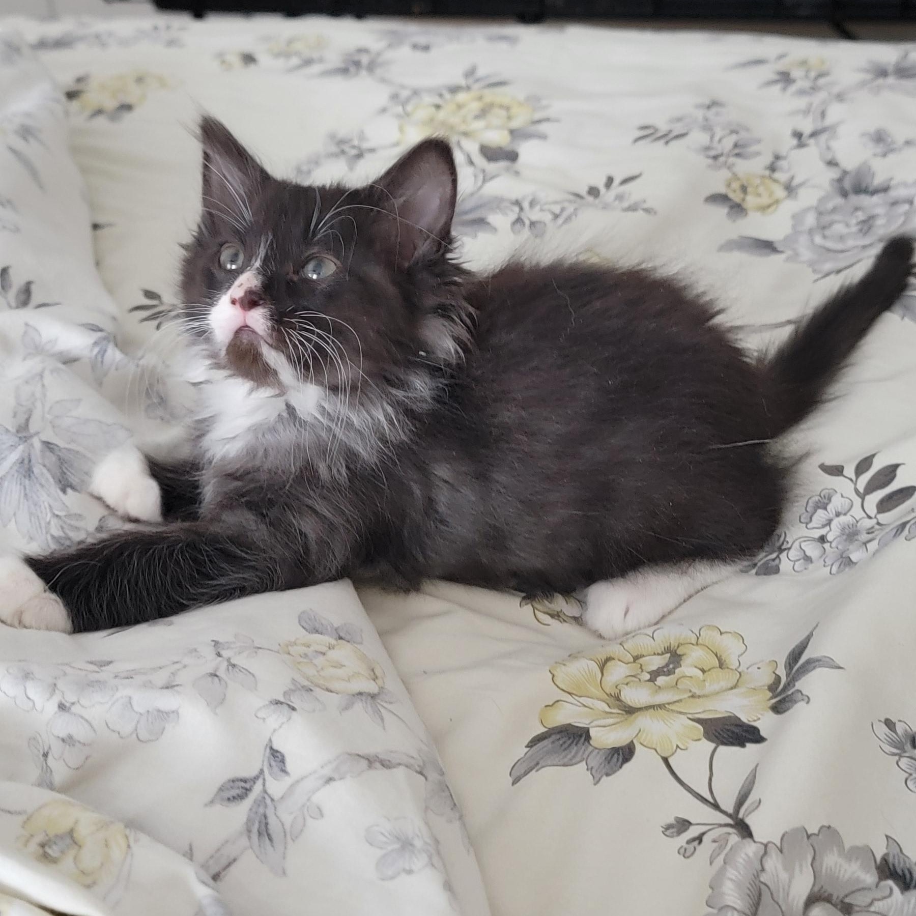 Enlarge Zane, a ADOPTABLE Domestic Medium Hair in Wyandotte, MI image 2/4