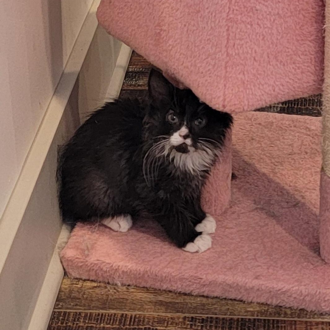 Enlarge Zane, a ADOPTABLE Domestic Medium Hair in Wyandotte, MI image 4/4