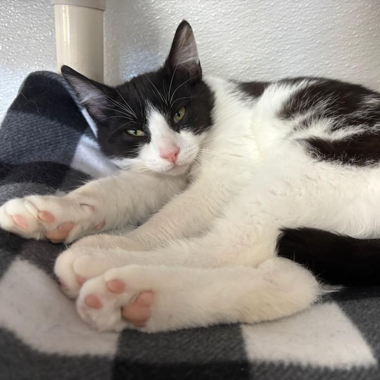 Holland, an adoptable Domestic Short Hair in Watertown, WI, 53094 | Photo Image 3