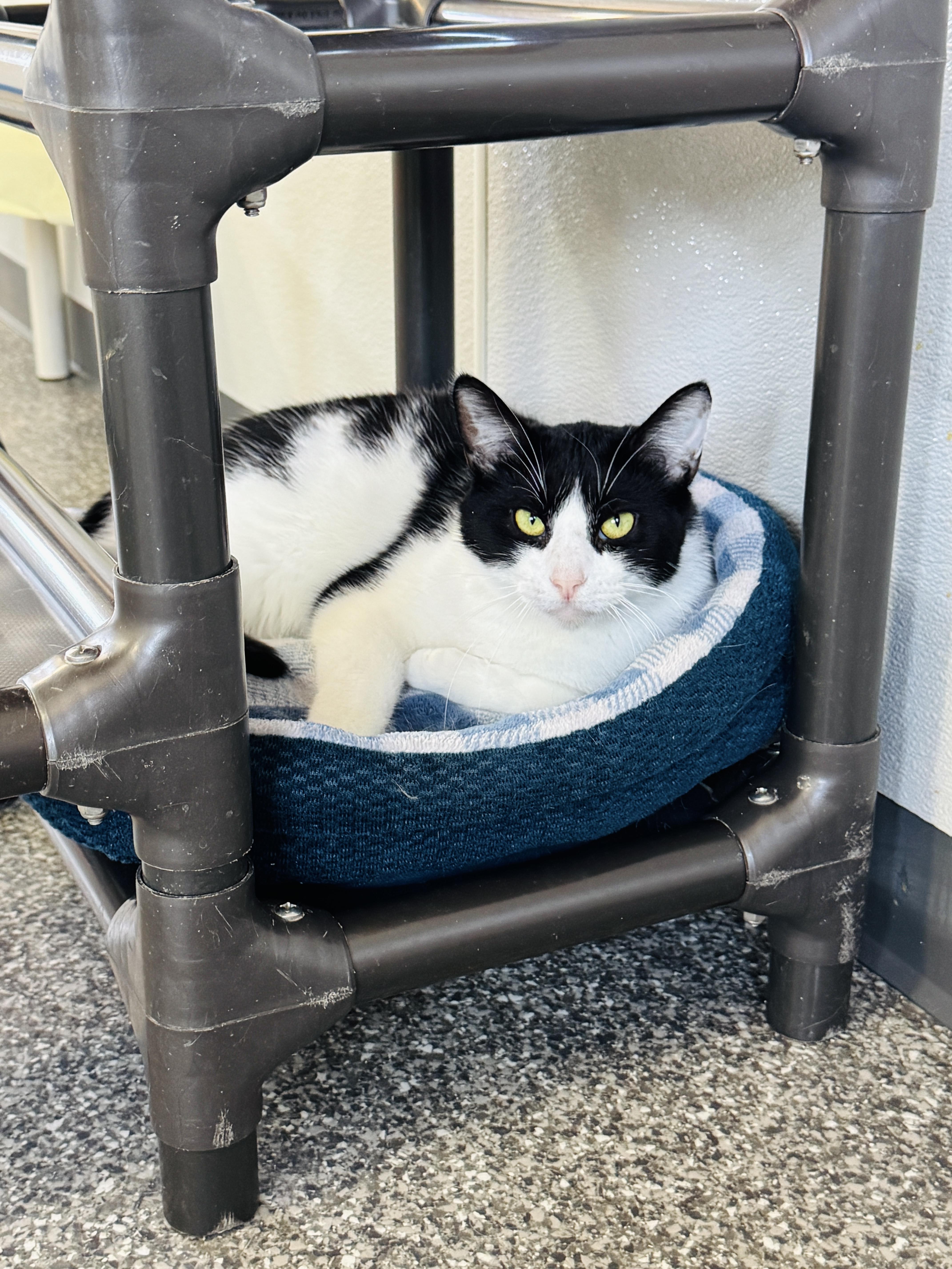 Enlarge Holland, a Adoptable Domestic Short Hair in Watertown, WI image 1/4