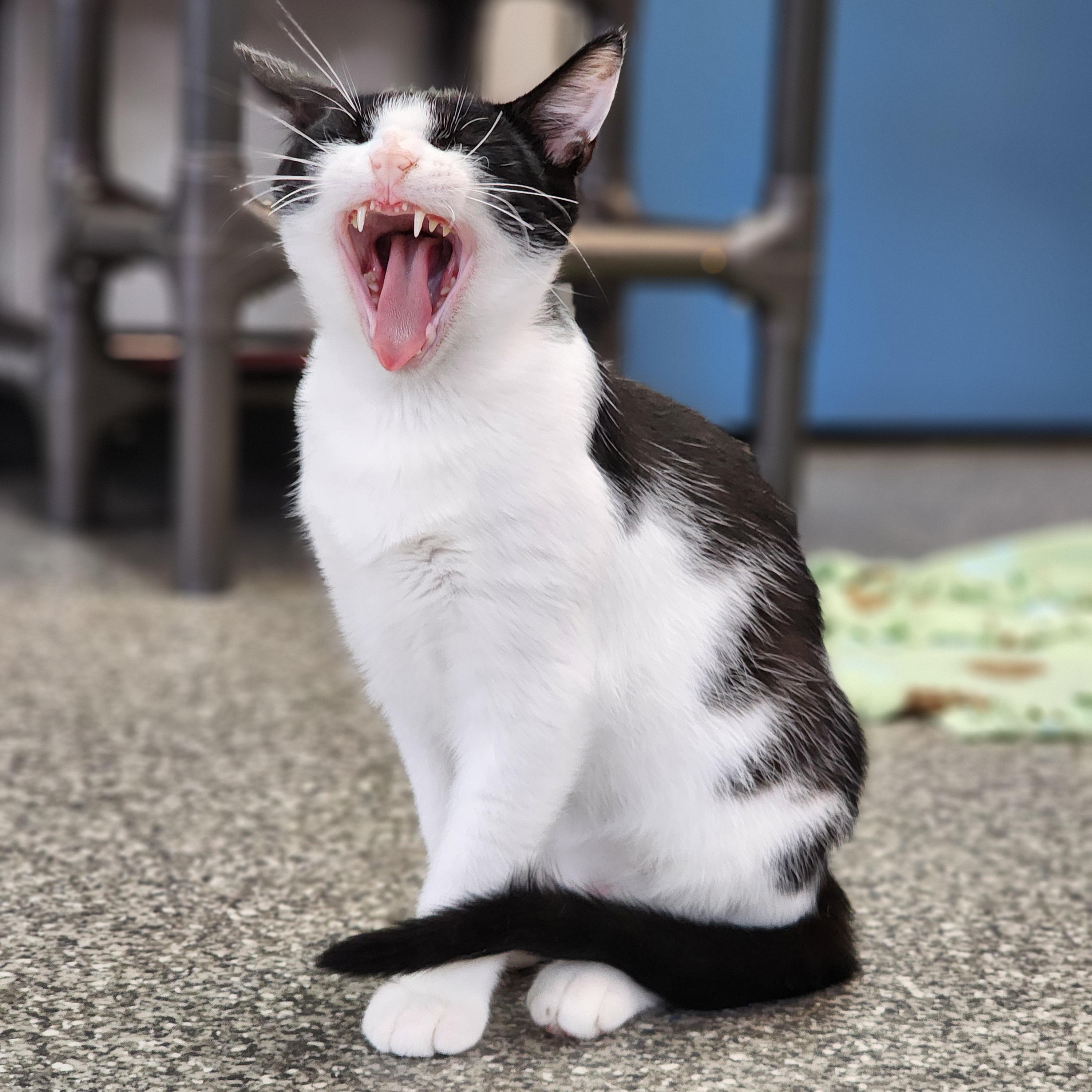 Holland, a Adoptable Domestic Short Hair in Watertown, WI image 2/4