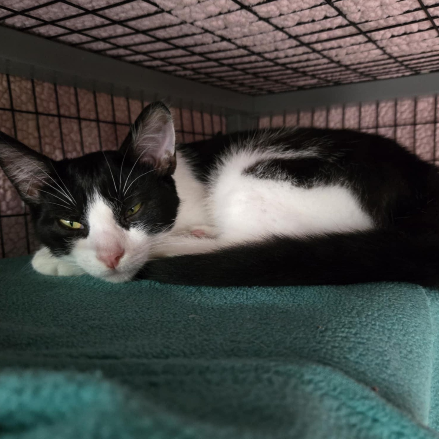 Holland, a Adoptable Domestic Short Hair in Watertown, WI image 4/4