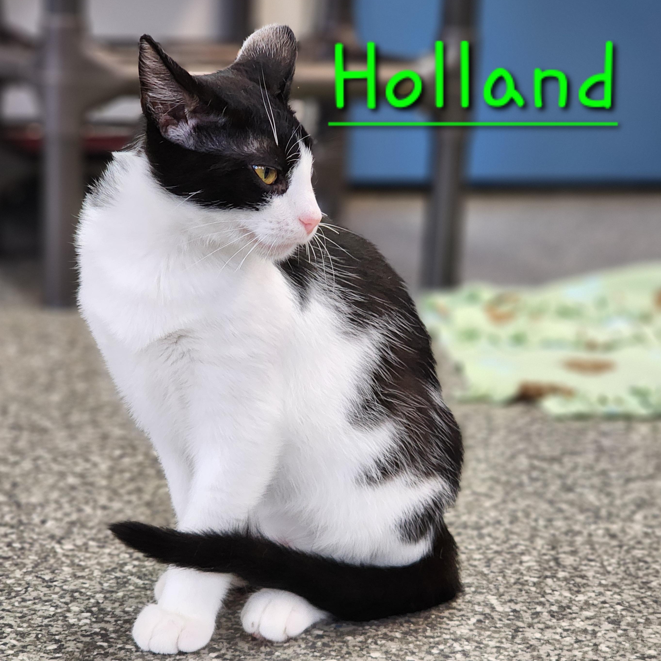 Holland, an adoptable Domestic Short Hair in Watertown, WI, 53094 | Photo Image 1