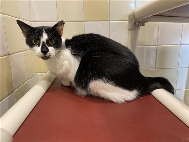 OREO, Adoptable, Senior Female Domestic Short Hair.