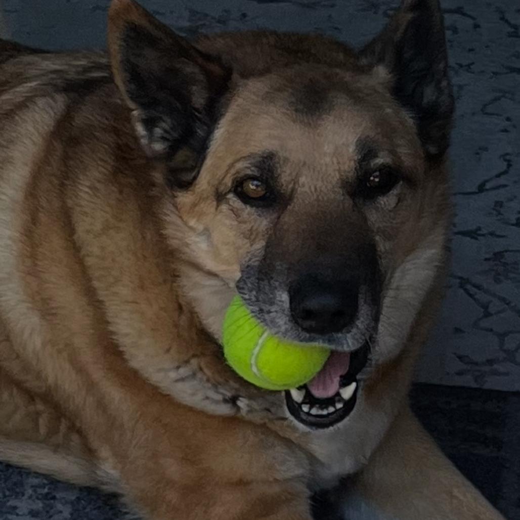 Enlarge Oliver, a Adoptable mixed breed in San Diego, CA image 1/6