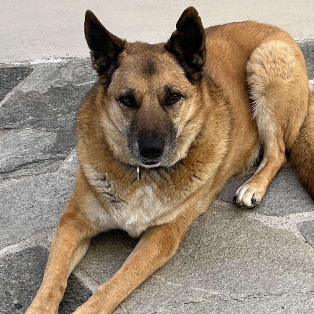 Enlarge Oliver, a Adoptable mixed breed in San Diego, CA image 2/6