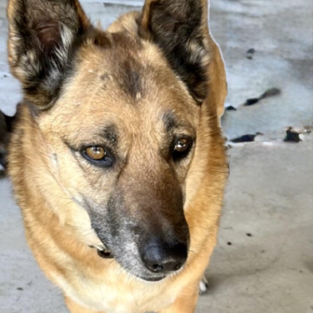 Oliver, a Adoptable mixed breed in San Diego, CA image 1/2