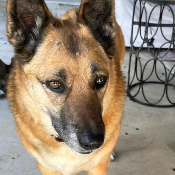 Oliver, a Adoptable mixed breed in San Diego, CA image 2/2