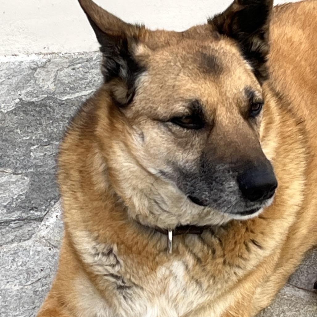 Enlarge Oliver, a Adoptable mixed breed in San Diego, CA image 5/6