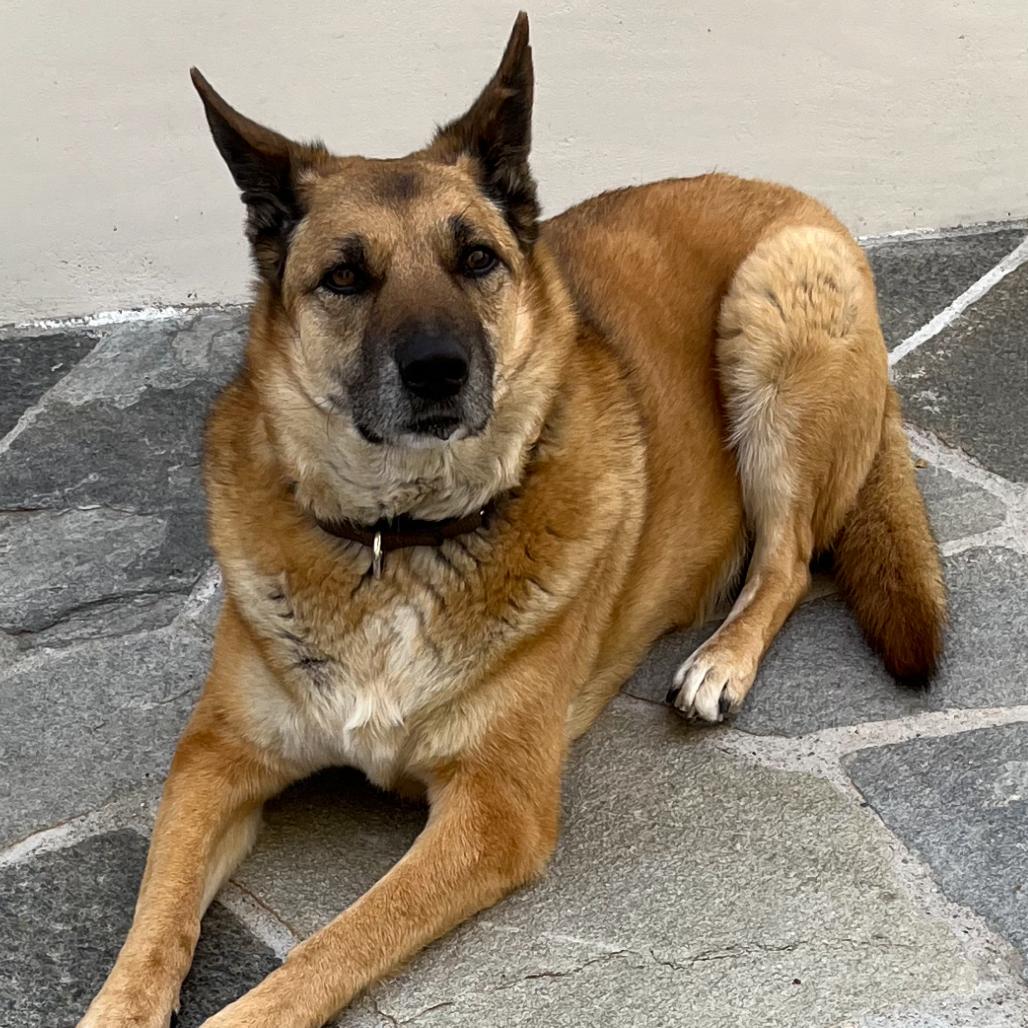 Enlarge Oliver, a Adoptable mixed breed in San Diego, CA image 6/6