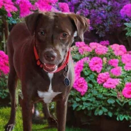 Enlarge Winter, a Adoptable mixed breed in Effingham, IL image 2/6