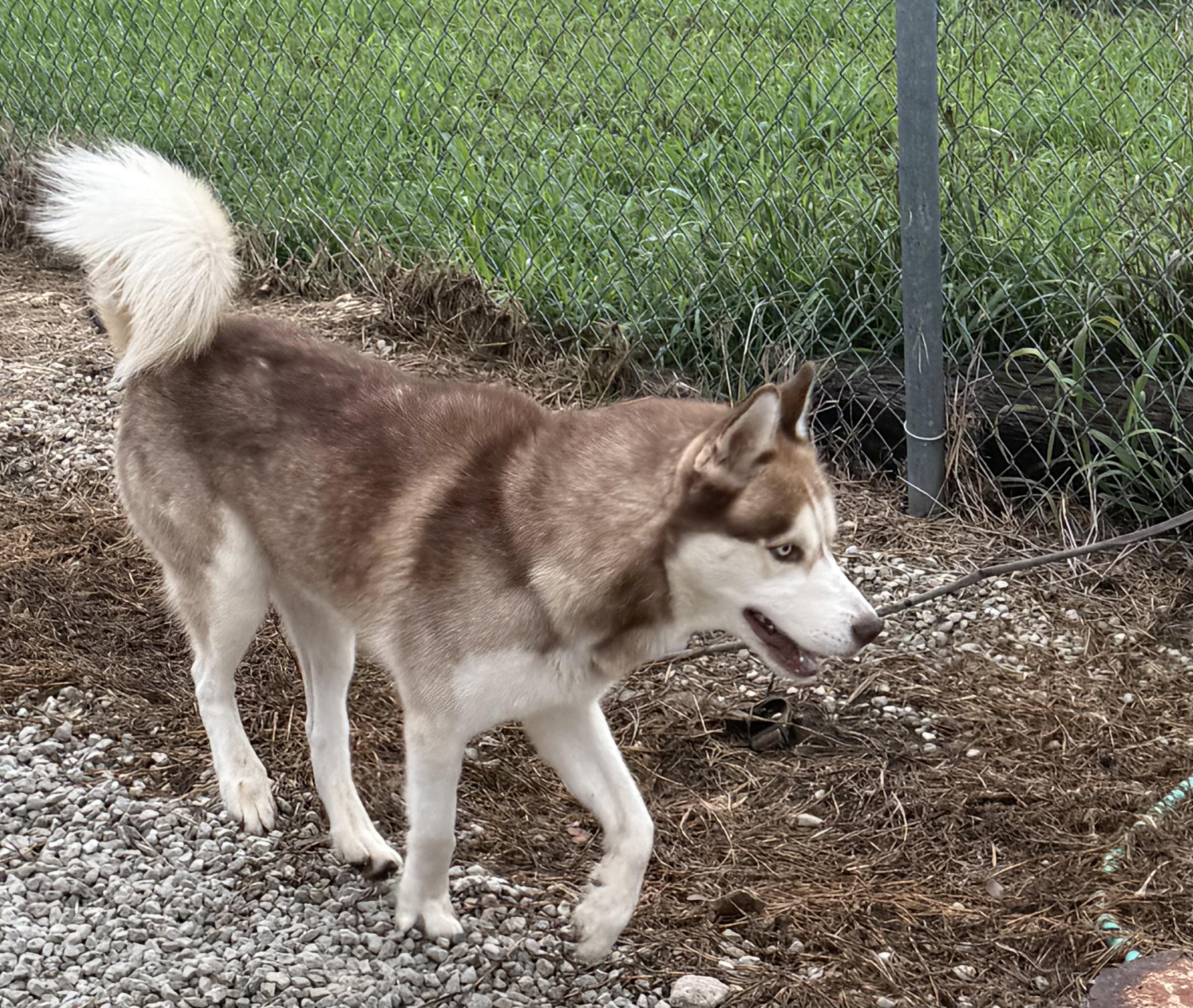 Enlarge Denali, an adopted Siberian Husky in Mayetta, KS image 3/6