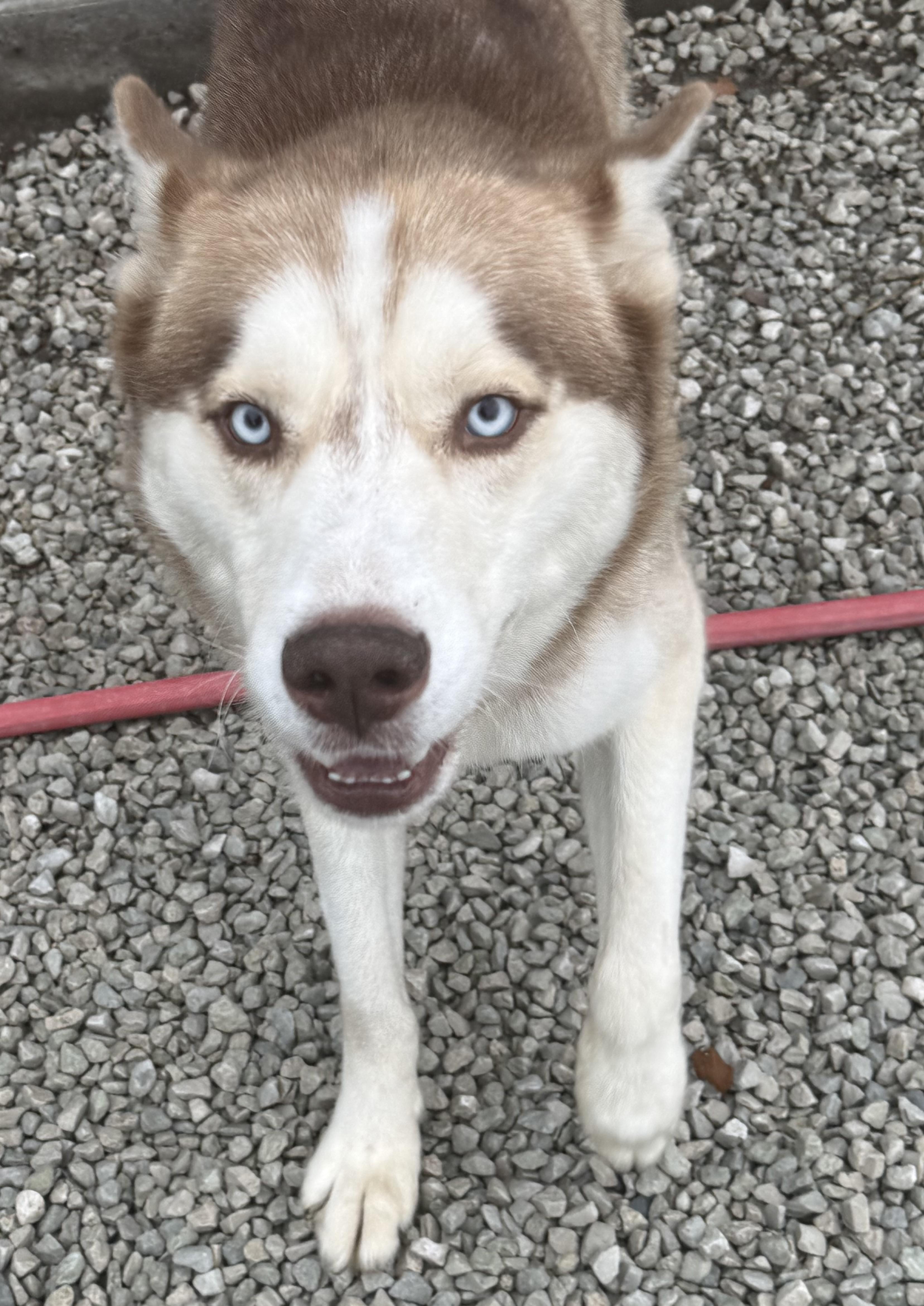 Enlarge Denali, an adopted Siberian Husky in Mayetta, KS image 2/6