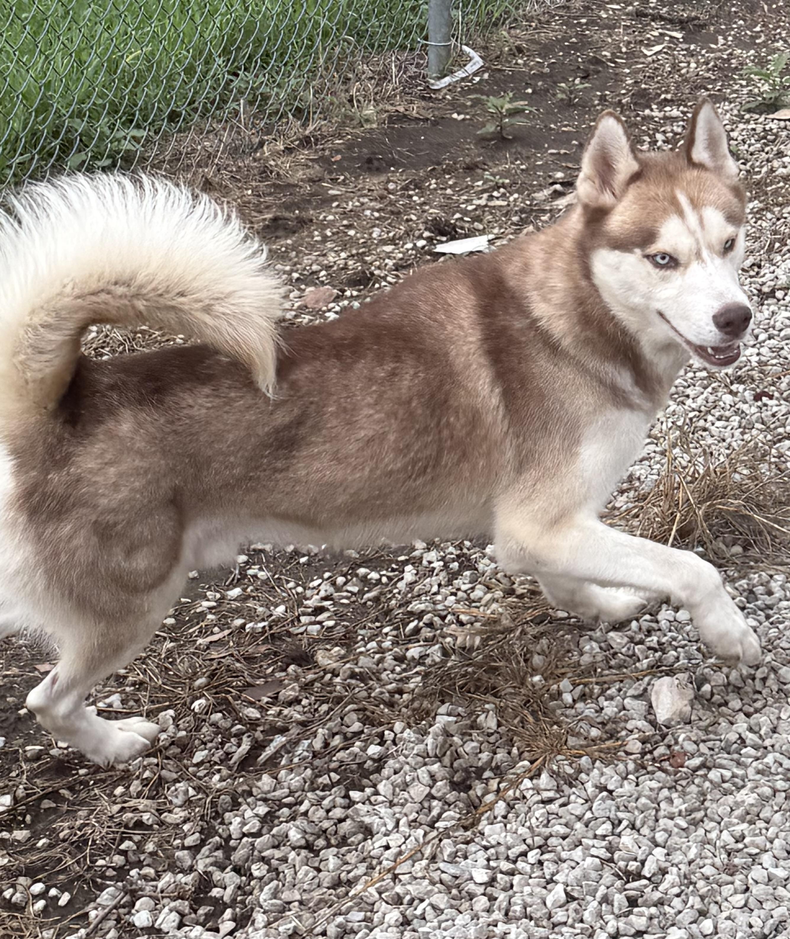 Denali, adopted, Young Male Siberian Husky.