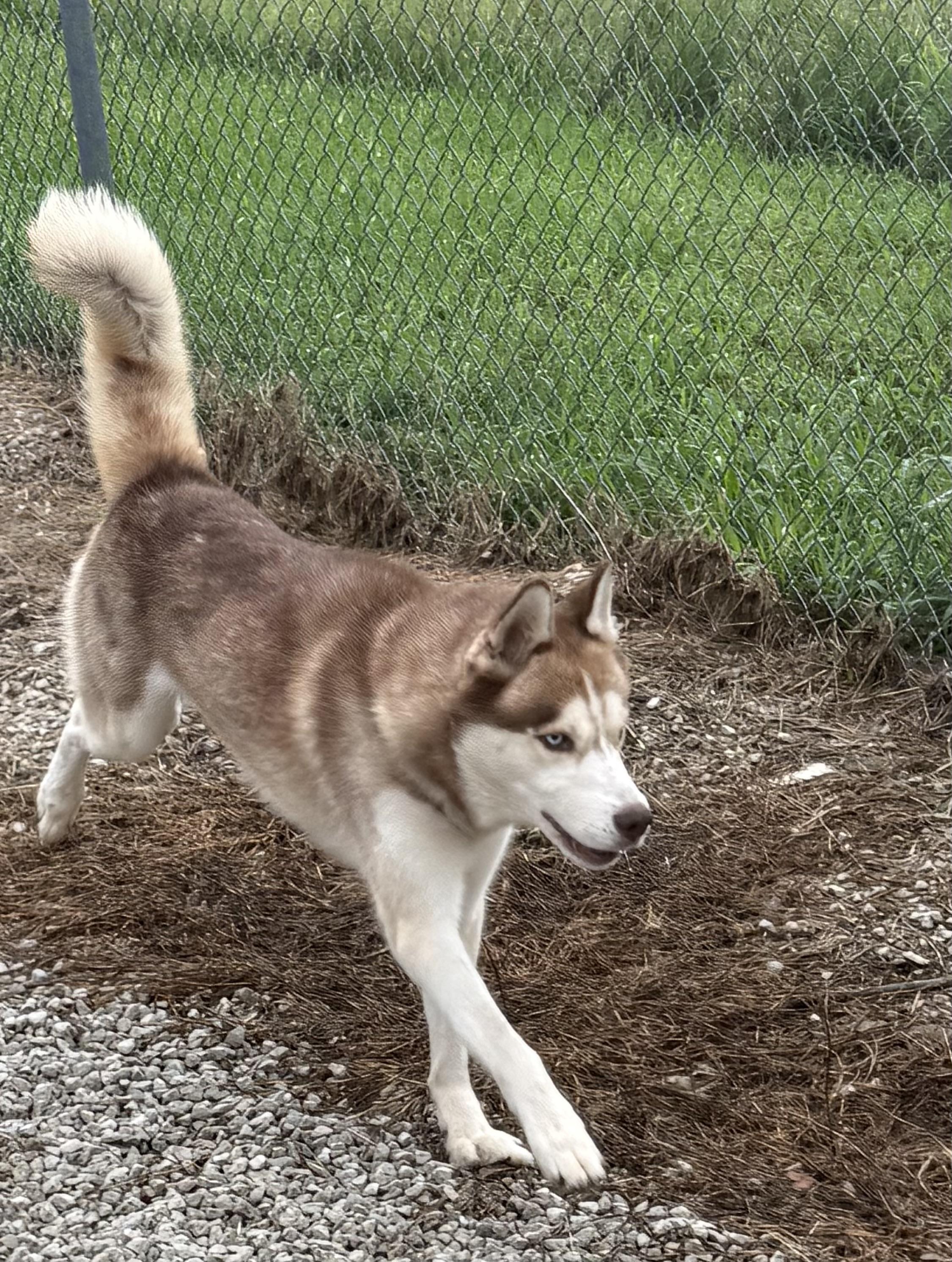 Enlarge Denali, an adopted Siberian Husky in Mayetta, KS image 5/6