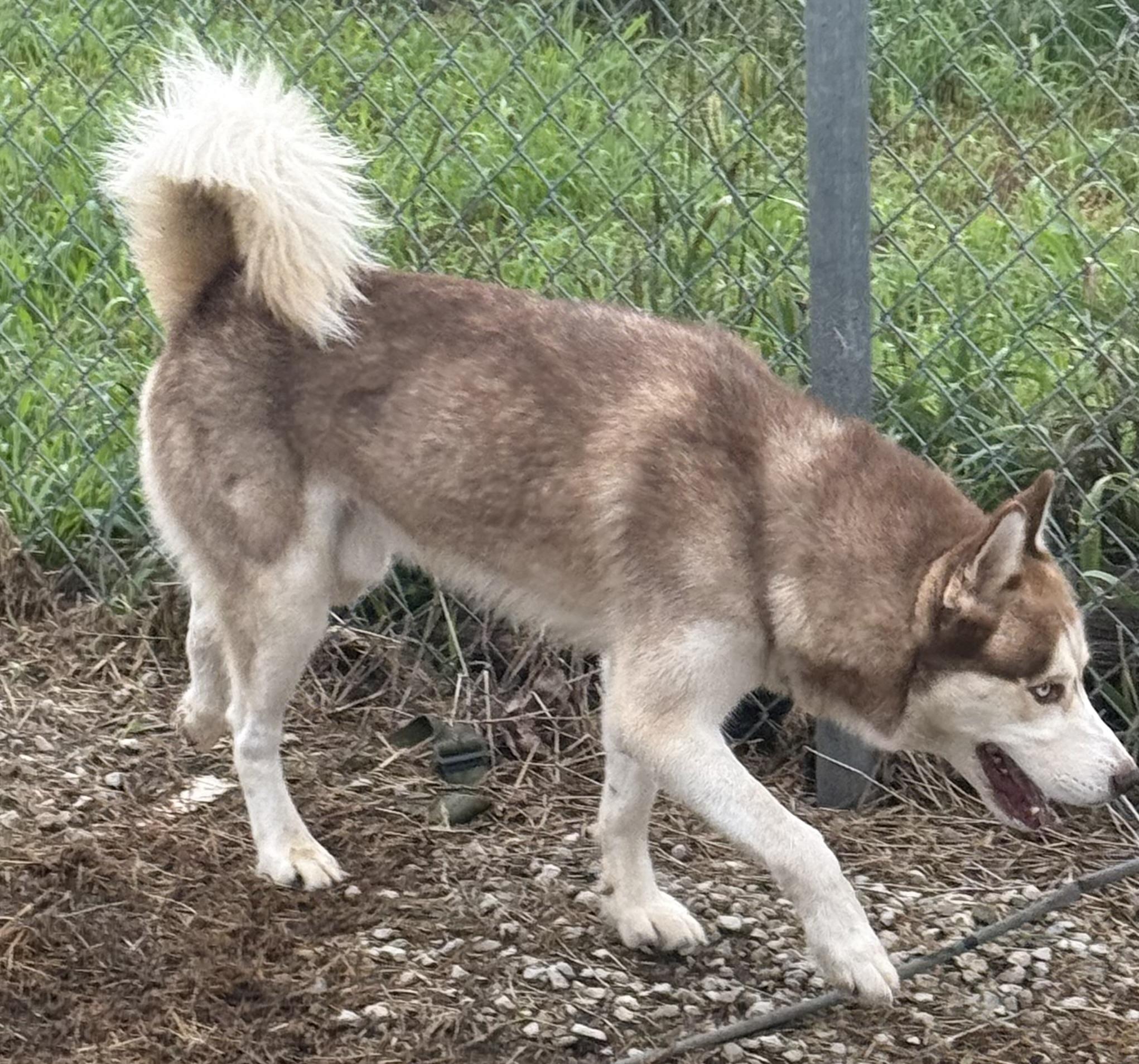 Enlarge Denali, an adopted Siberian Husky in Mayetta, KS image 6/6