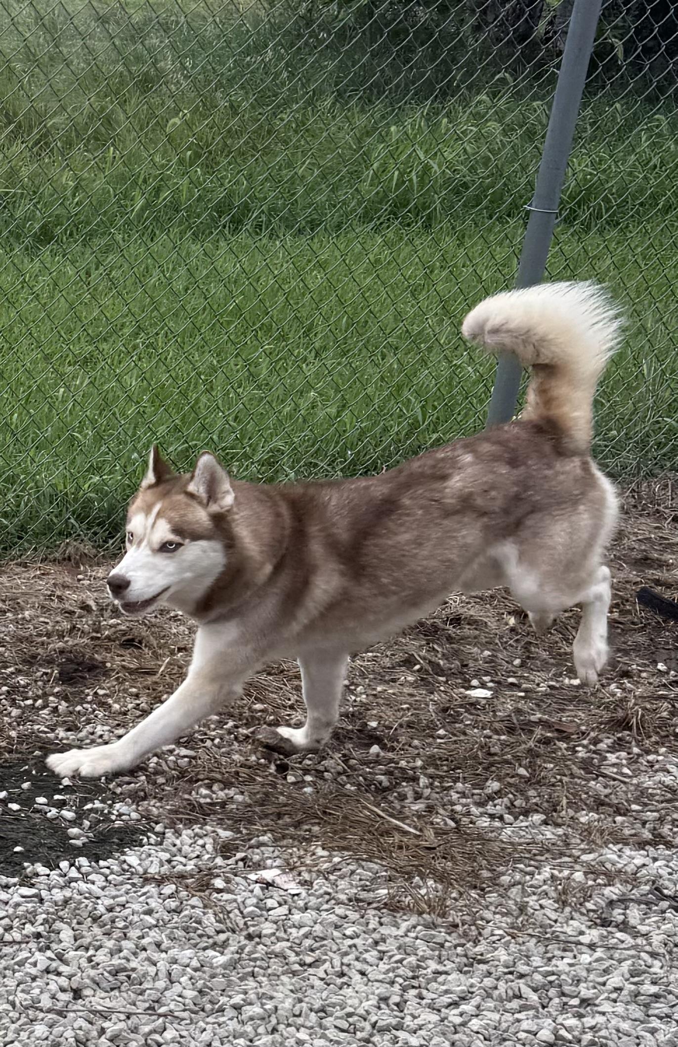 Enlarge Denali, an adopted Siberian Husky in Mayetta, KS image 4/6