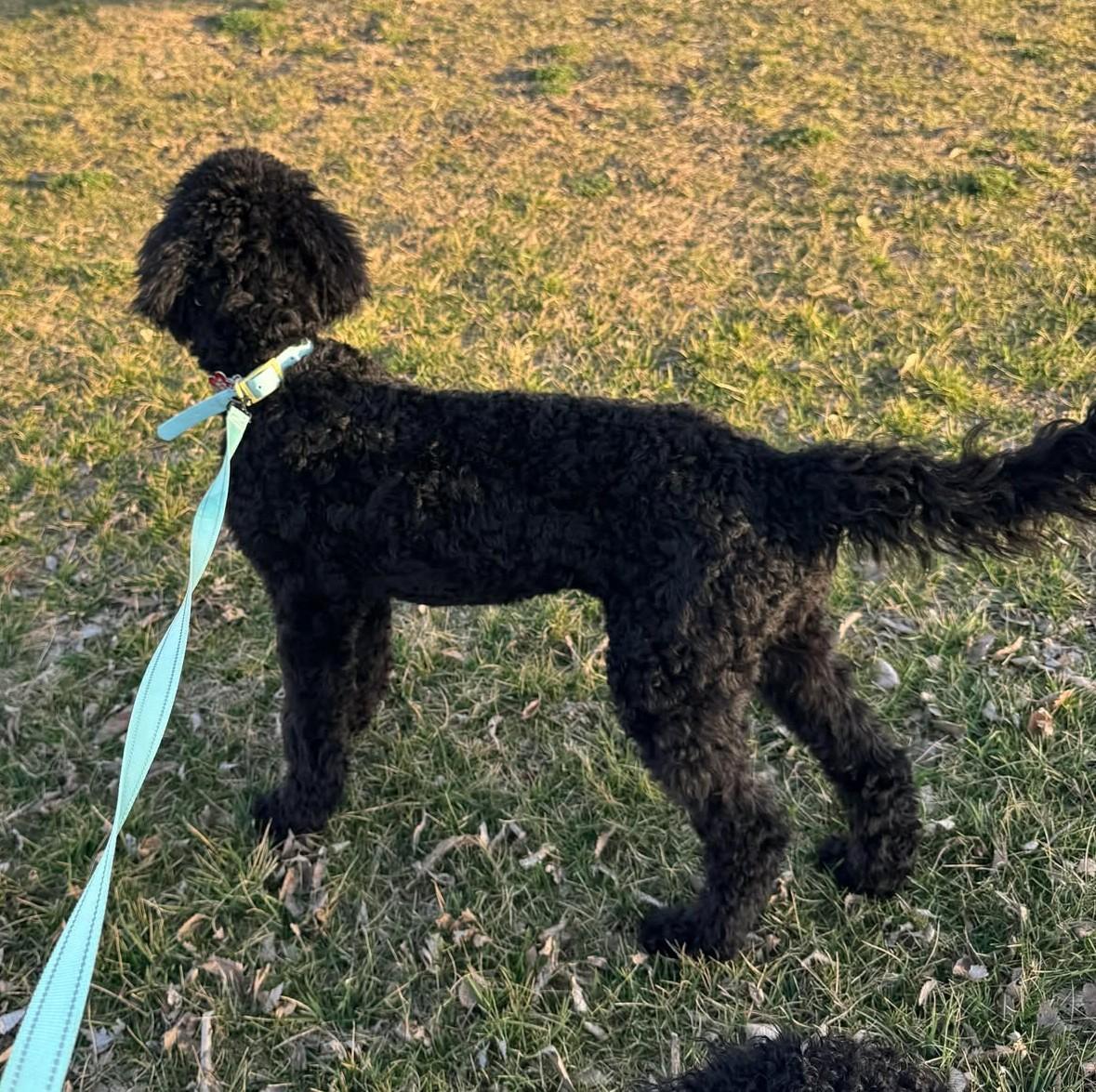 Enlarge Hufflepuff , an adopted mixed breed in Kiowa, OK image 4/6