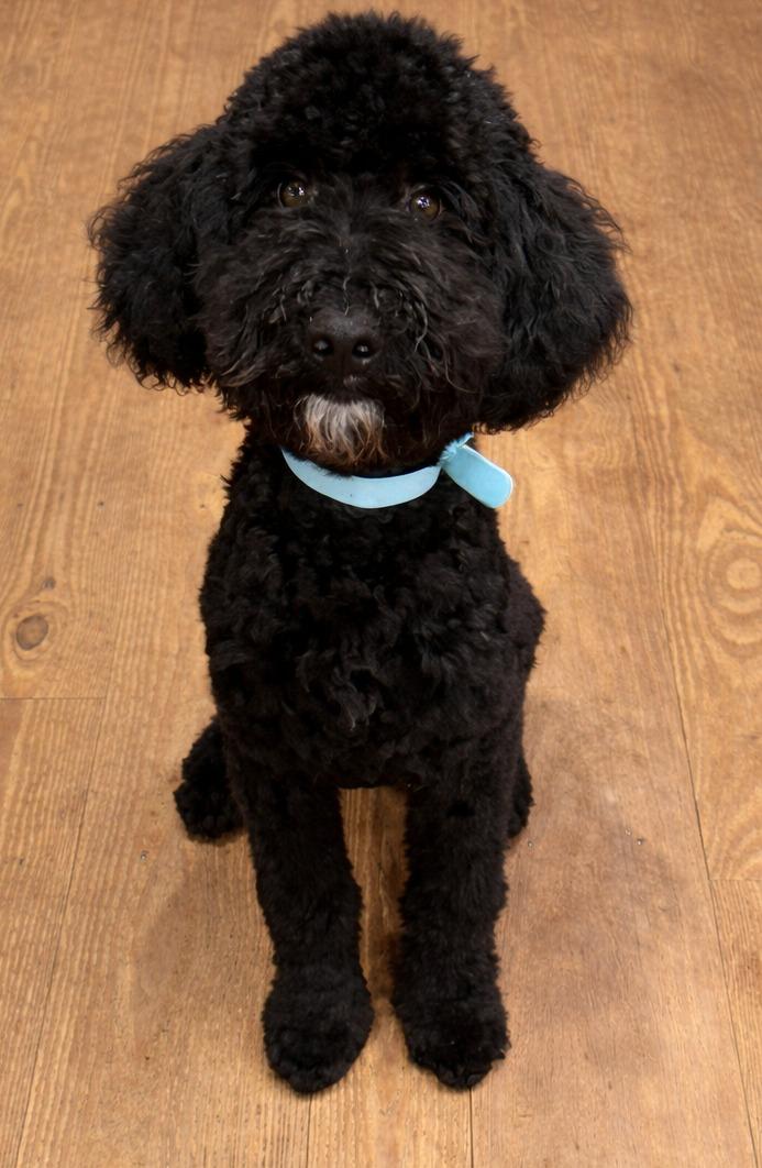 Enlarge Hufflepuff , an adopted mixed breed in Kiowa, OK image 2/6