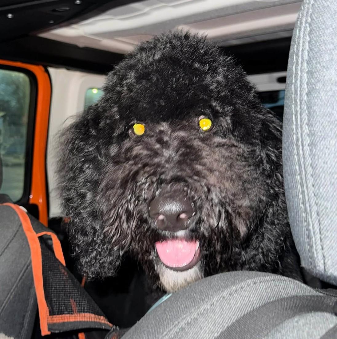 Enlarge Hufflepuff , an adopted mixed breed in Kiowa, OK image 3/6