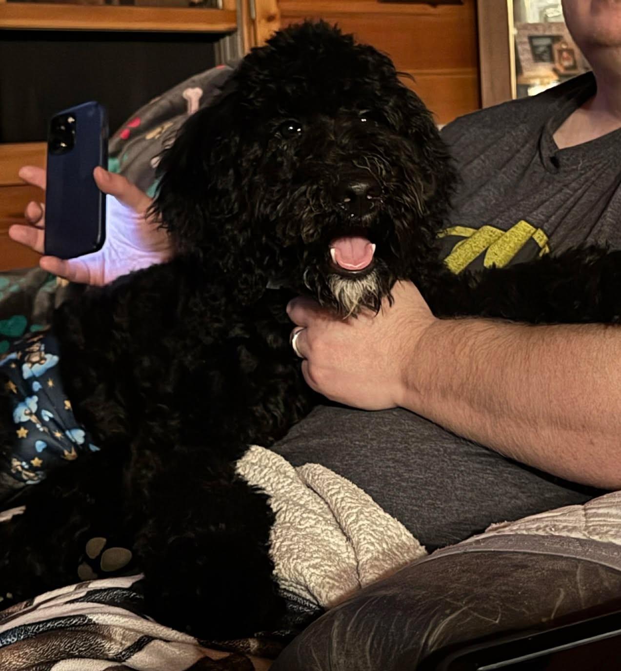 Enlarge Hufflepuff , an adopted mixed breed in Kiowa, OK image 5/6