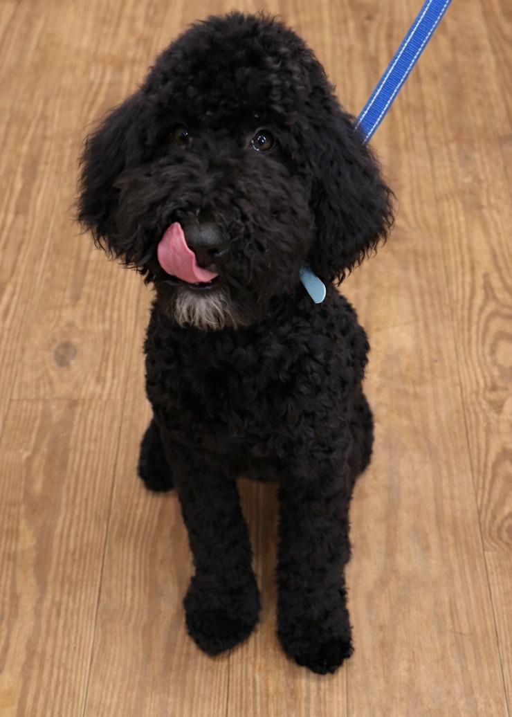 Enlarge Hufflepuff , an adopted mixed breed in Kiowa, OK image 6/6