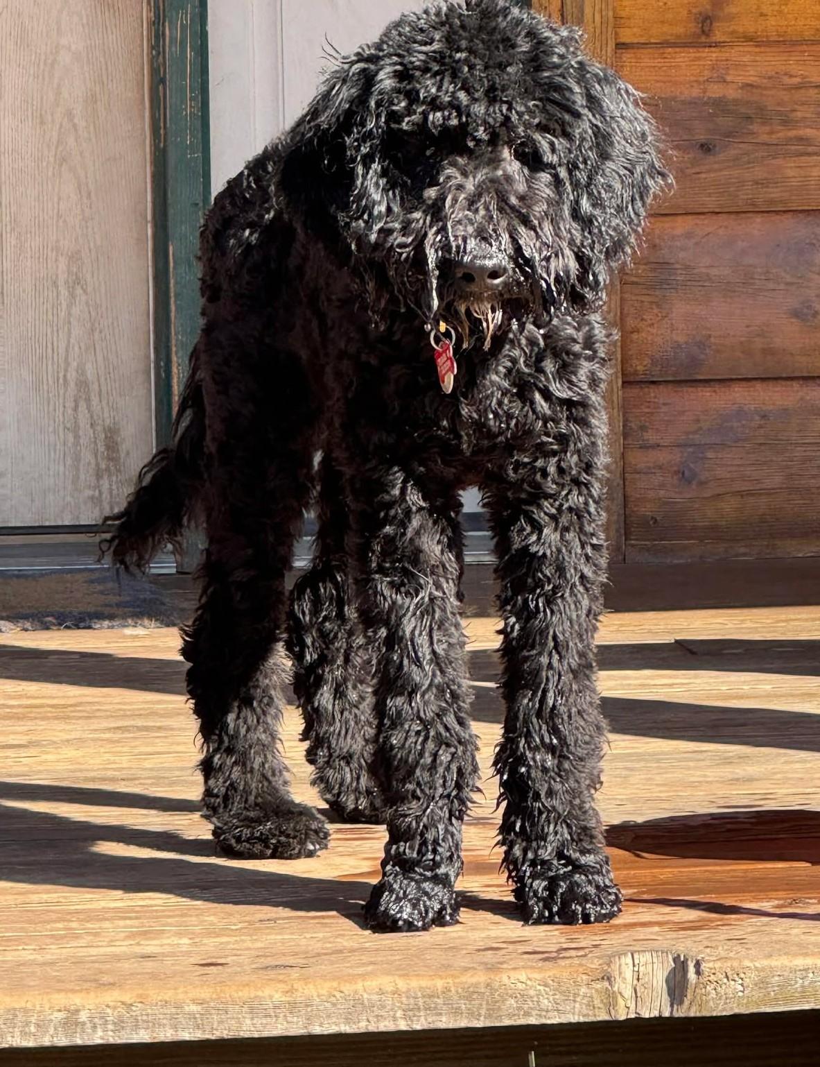 Enlarge Hufflepuff , an adopted mixed breed in Kiowa, OK image 1/6