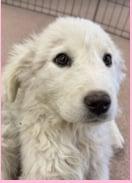 Sienna, Adoptable, Puppy Female Great Pyrenees.