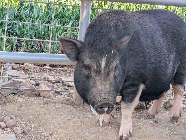 FLORENCE, Adoptable, Adult Female Pot Bellied.