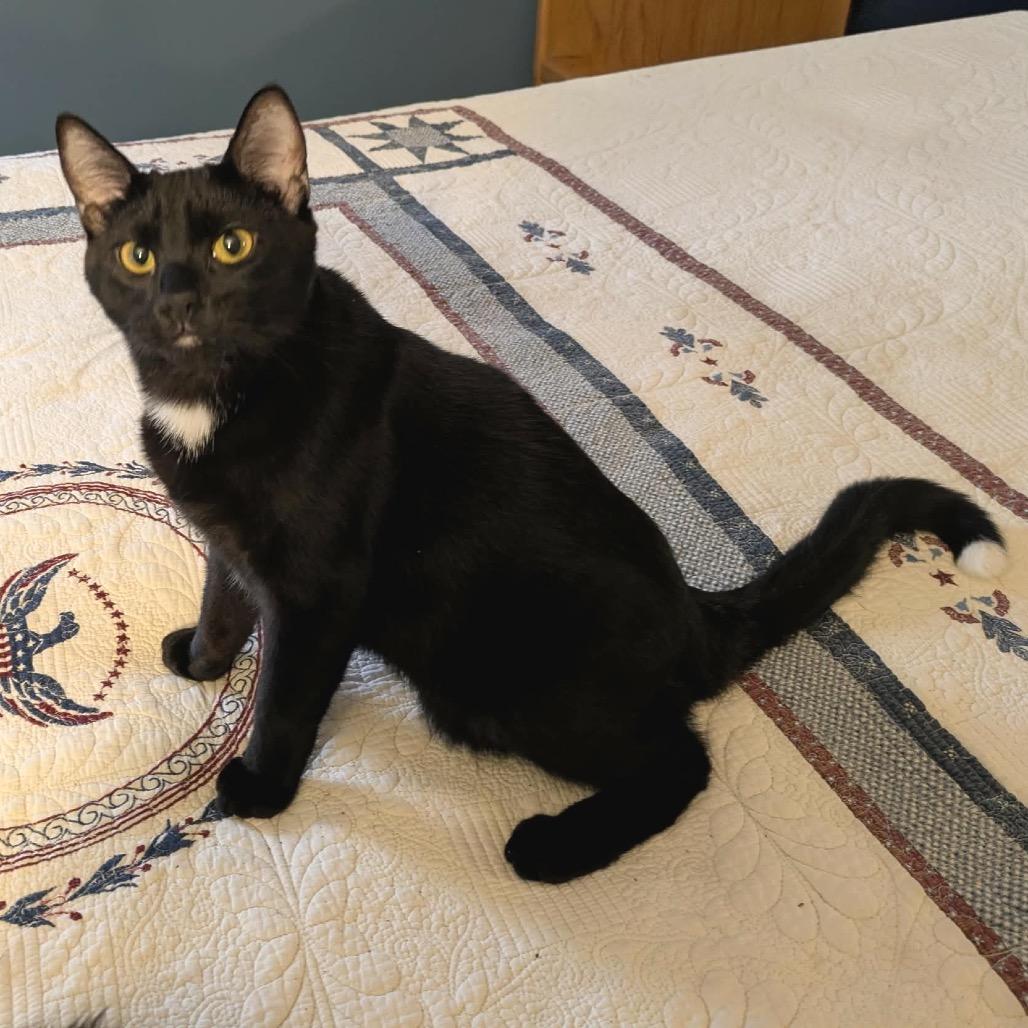 Party, Adoptable, Adult Male Domestic Short Hair.