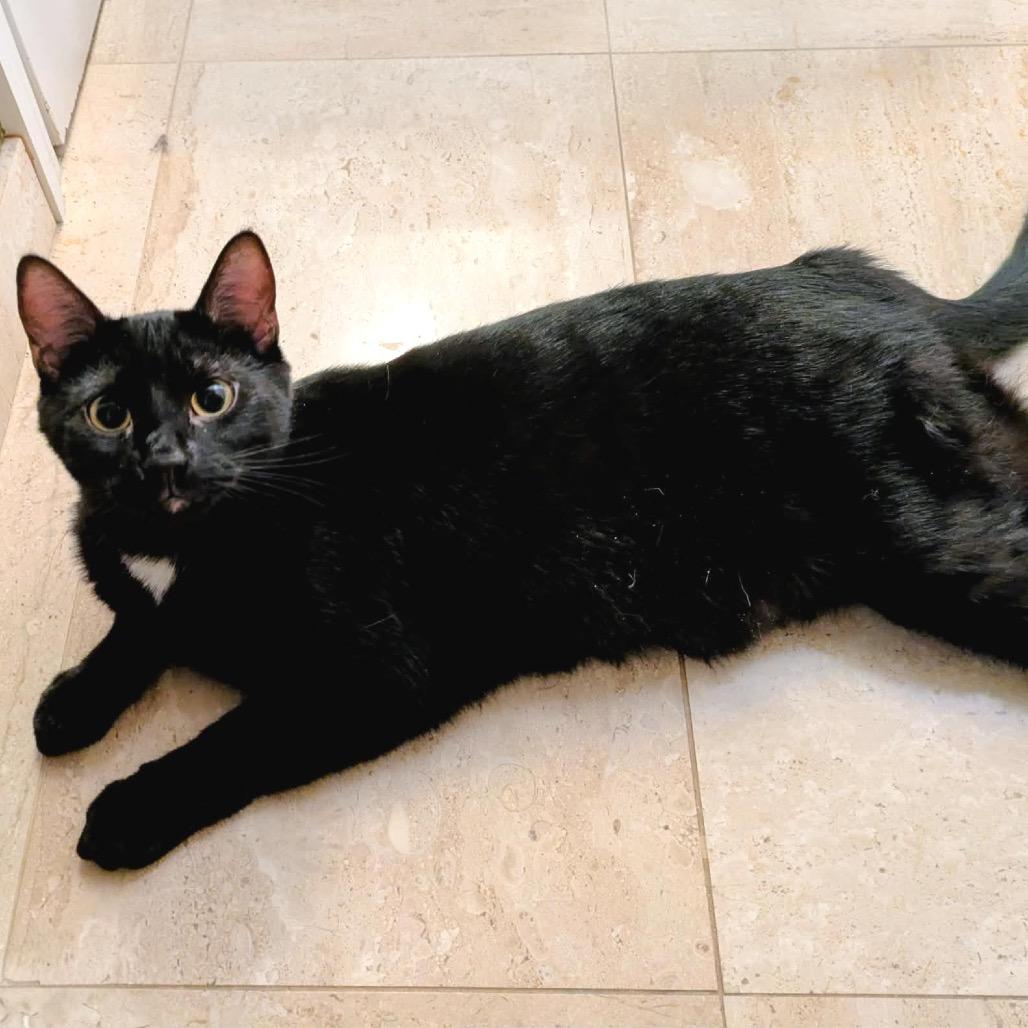 Enlarge Party, a Adoptable Domestic Short Hair in Buffalo, MN image 2/4