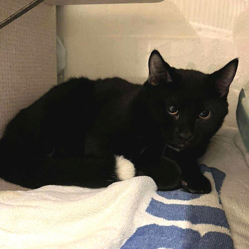 Enlarge Party, a Adoptable Domestic Short Hair in Buffalo, MN image 4/4