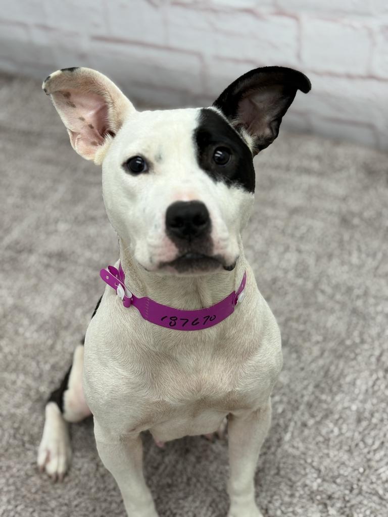 Floatry, Adoptable, Young Female Mixed Breed & Mixed Breed.