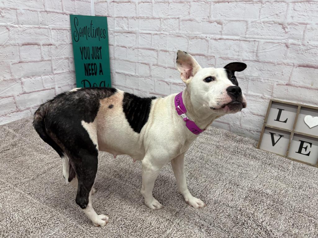 Enlarge Floatry, a Adoptable mixed breed in Detroit, MI image 2/6