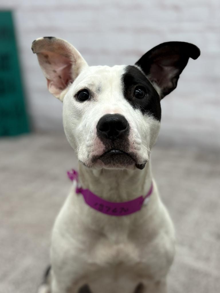 Enlarge Floatry, a Adoptable mixed breed in Detroit, MI image 3/6