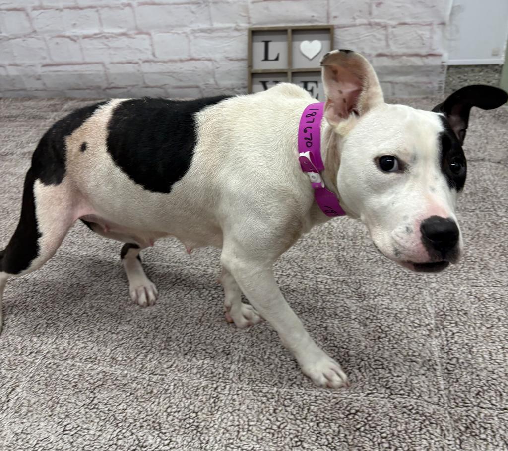 Enlarge Floatry, a Adoptable mixed breed in Detroit, MI image 4/6