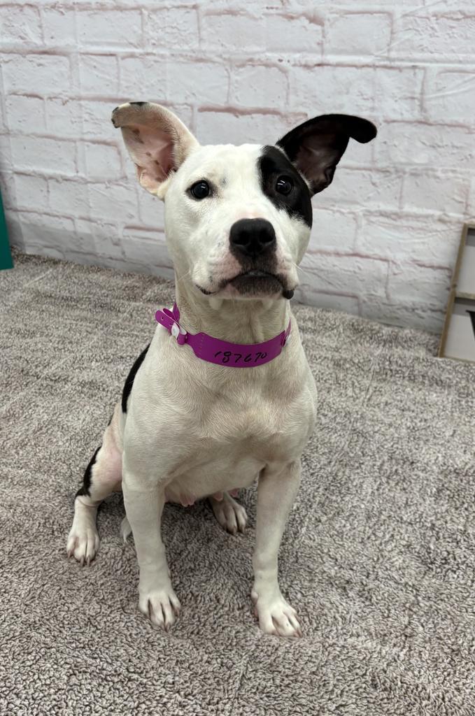 Enlarge Floatry, a Adoptable mixed breed in Detroit, MI image 5/6