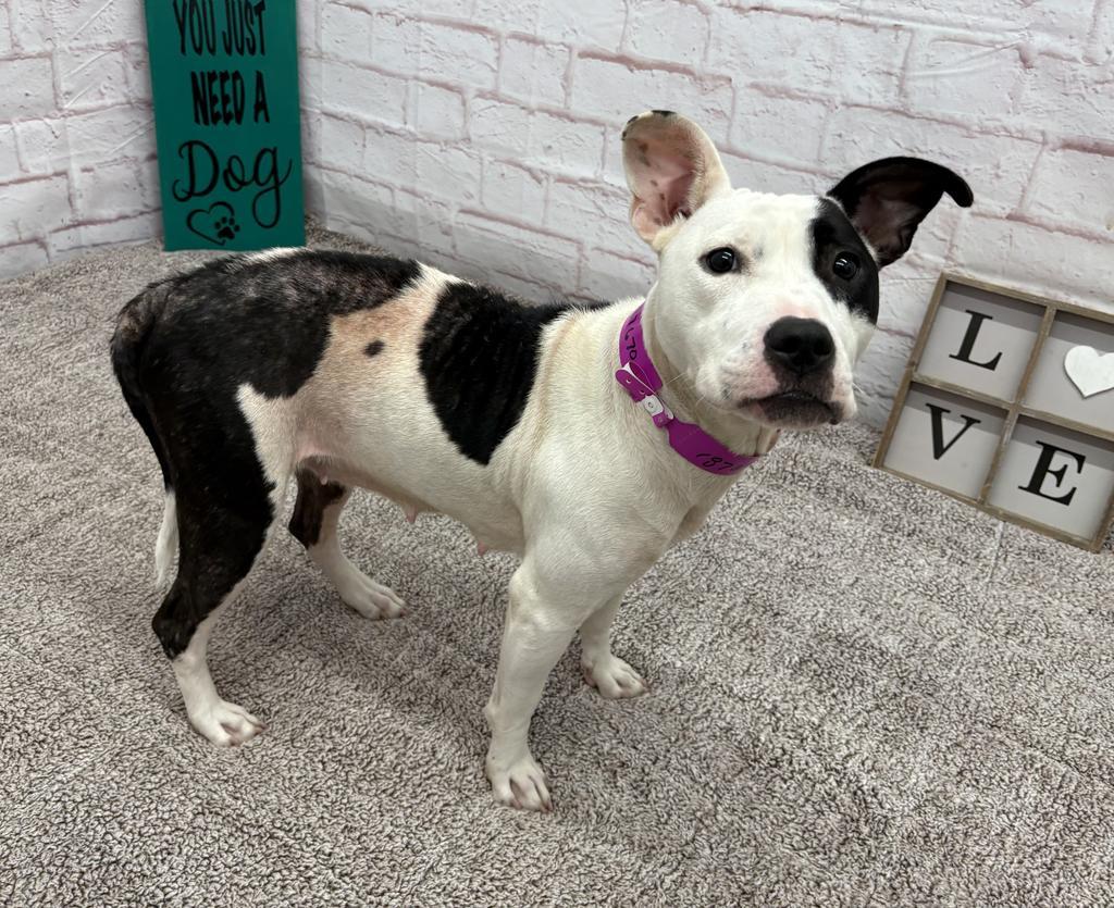 Enlarge Floatry, a Adoptable mixed breed in Detroit, MI image 6/6