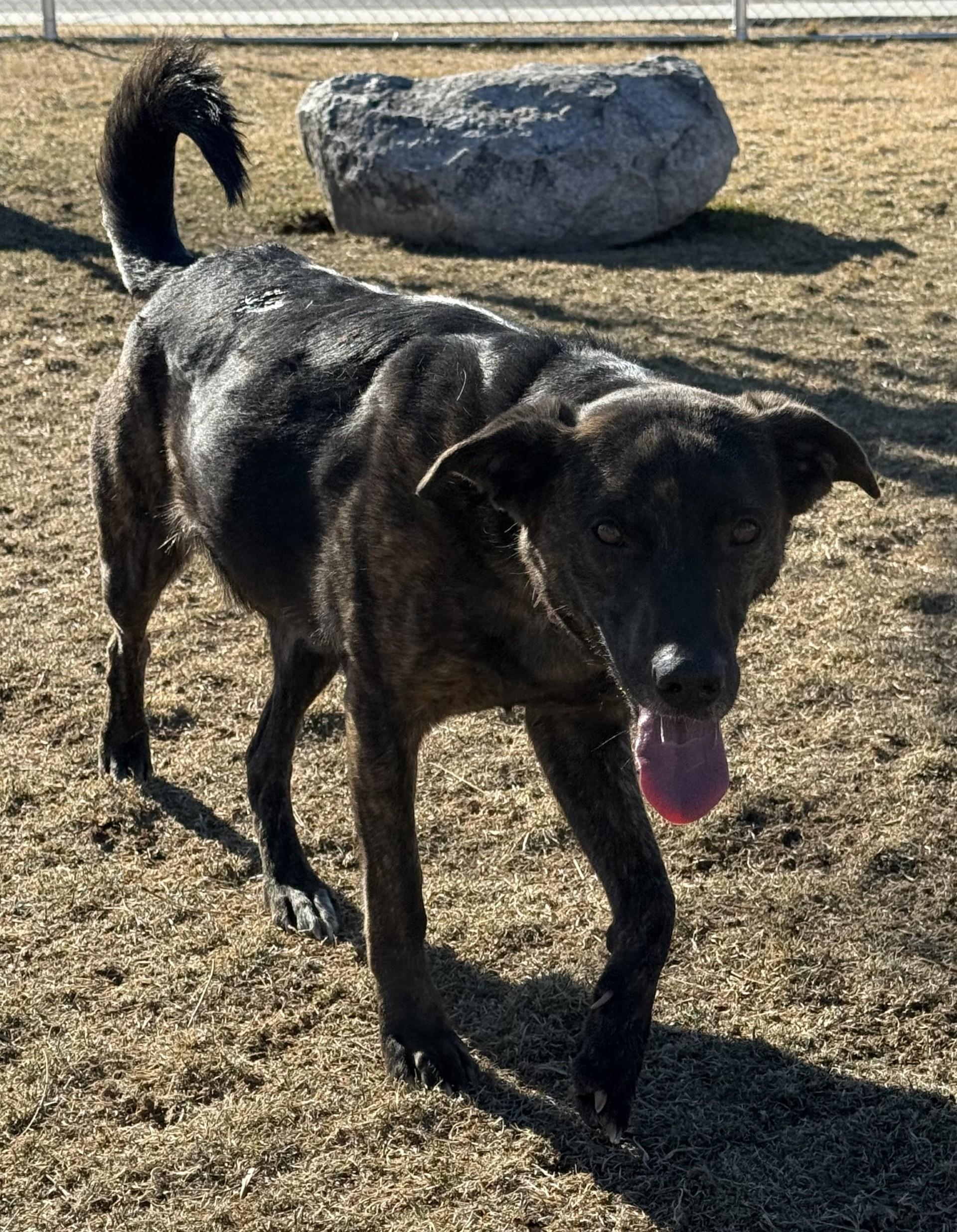 Bella, a ADOPTABLE mixed breed in Hamilton, MT image 2/3